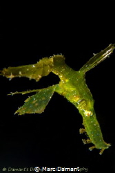 A Robust Ghost Pipefish hunts in the light of my focus li... by Marc Damant 